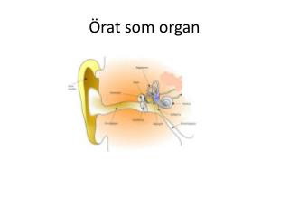 Örat som organ