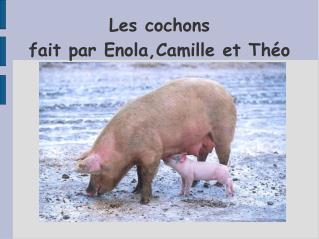 Les cochons fait par Enola,Camille et Théo