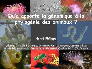 Qu’a apporté la génomique à la phylogénie des animaux ? Hervé Philippe