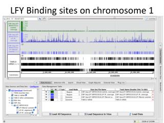 LFY Binding sites on chromosome 1