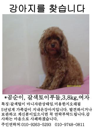 * 곰순이 , 갈색토이푸들 ,3,8kg, 여자 특징 : 갈색털이 마니자란상태임 . 미용한지오래됨