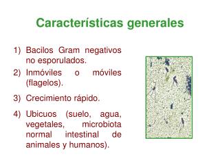 Características generales