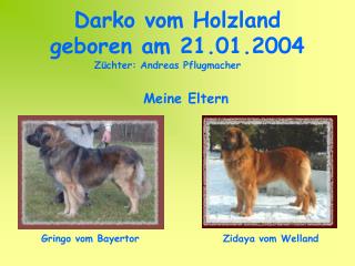 Darko vom Holzland geboren am 21.01.2004