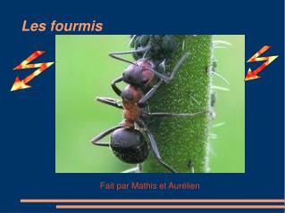 Les fourmis