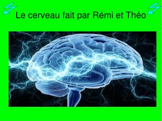 Le cerveau fait par Rémi et Théo
