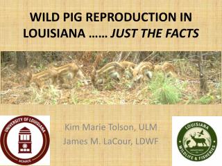 WILD PIG REPRODUCTION IN LOUISIANA …… JUST THE FACTS