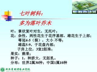 叶：掌状复叶对生，无托叶； 花：杂性，两性花生于花序基部，雄花生于上部； 萼冠 4-5 （裂），大小 不等； 雄蕊 5-9 ，于花盘内部；