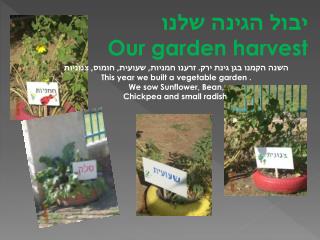 יבול הגינה שלנו Our garden harvest