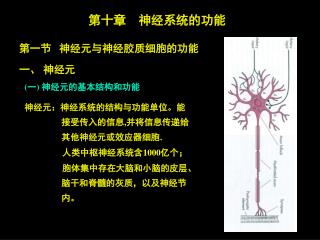 第十章 神经系统的功能