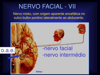 NERVO FACIAL - VII