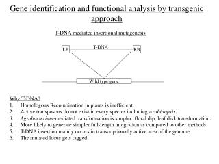 Gene identification and functional analysis by transgenic approach