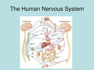 The Human Nervous System