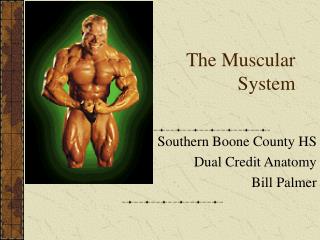 The Muscular System