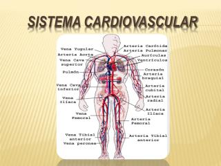 SISTEMA CARDIOVASCULAR