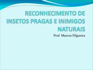 Prof. Marcos Filgueira