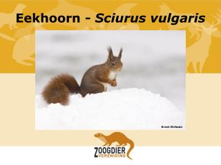 Eekhoorn - Sciurus vulgaris