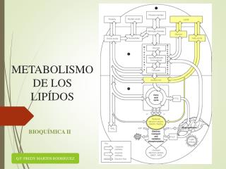 METABOLISMODE LOS LIPÍDOS