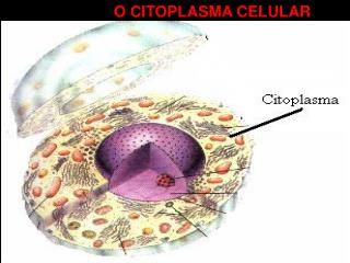 O CITOPLASMA CELULAR