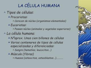 LA CÉLULA HUMANA