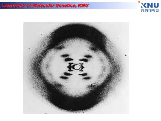 Structure of the 4 bases found in DNA