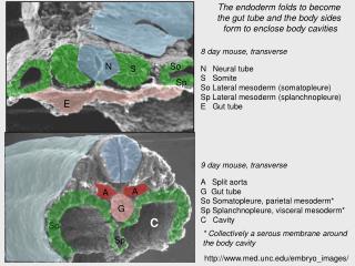 9 day mouse, transverse