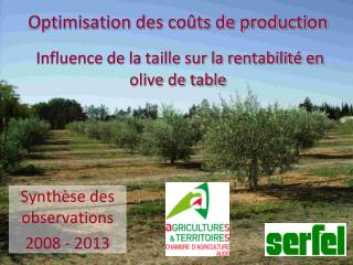 Optimisation des coûts de production Influence de la taille sur la rentabilité en olive de table