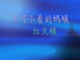 不可小看的螞蟻 紅火蟻