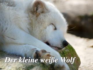 Der kleine weiße Wolf