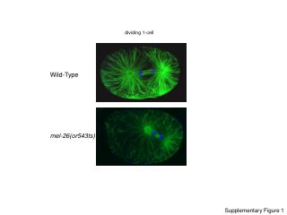 dividing 1-cell