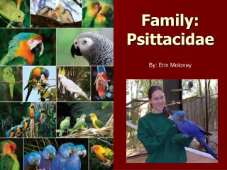 Family: Psittacidae