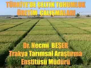 TÜRKİYE'DE ÇELTİK TOHUMLUK ÜRETİM ÇALIŞMALARI Dr. Necmi BEŞER