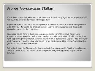 Prunus laurocerasus (Taflan)