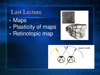 Maps Plasticity of maps Retinotopic map