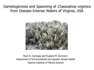 Gametogenesis and Spawning of Crassostrea virginica from Disease-Intense Waters of Virginia, USA