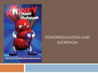 Osmoregulation and Excretion