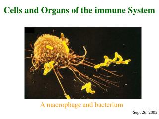 Cells and Organs of the immune System