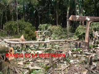 MANEJO DE LA VEGETACION