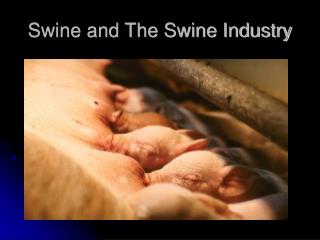 Swine and The Swine Industry