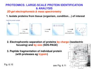 2. Electrophoretic separation of proteins by charge (isoelectric