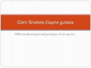 Corn Snakes Elaphe guttata