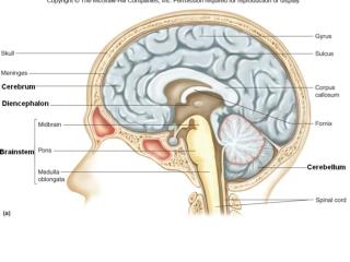 lab12brain