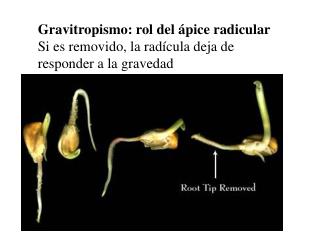 Gravitropismo: rol del ápice radicular Si es removido, la radícula deja de responder a la gravedad