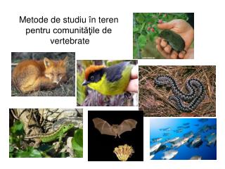 Metode de studiu în teren pentru comunităţile de vertebrate