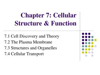 Chapter 7: Cellular Structure &amp; Function