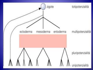 Cellule staminali