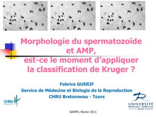 Morphologie du spermatozoïde et AMP, est-ce le moment d’appliquer la classification de Kruger ?