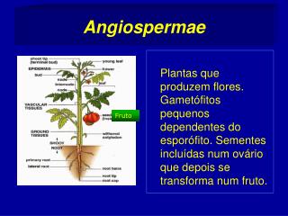 Angiospermae