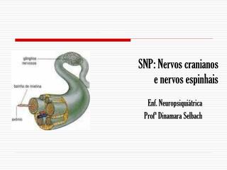 SNP: Nervos cranianos e nervos espinhais
