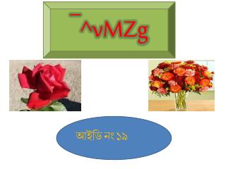 আইডি নং ১৯