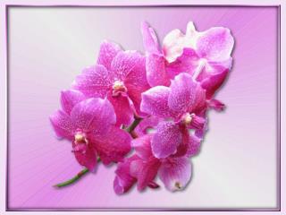 orchidenn